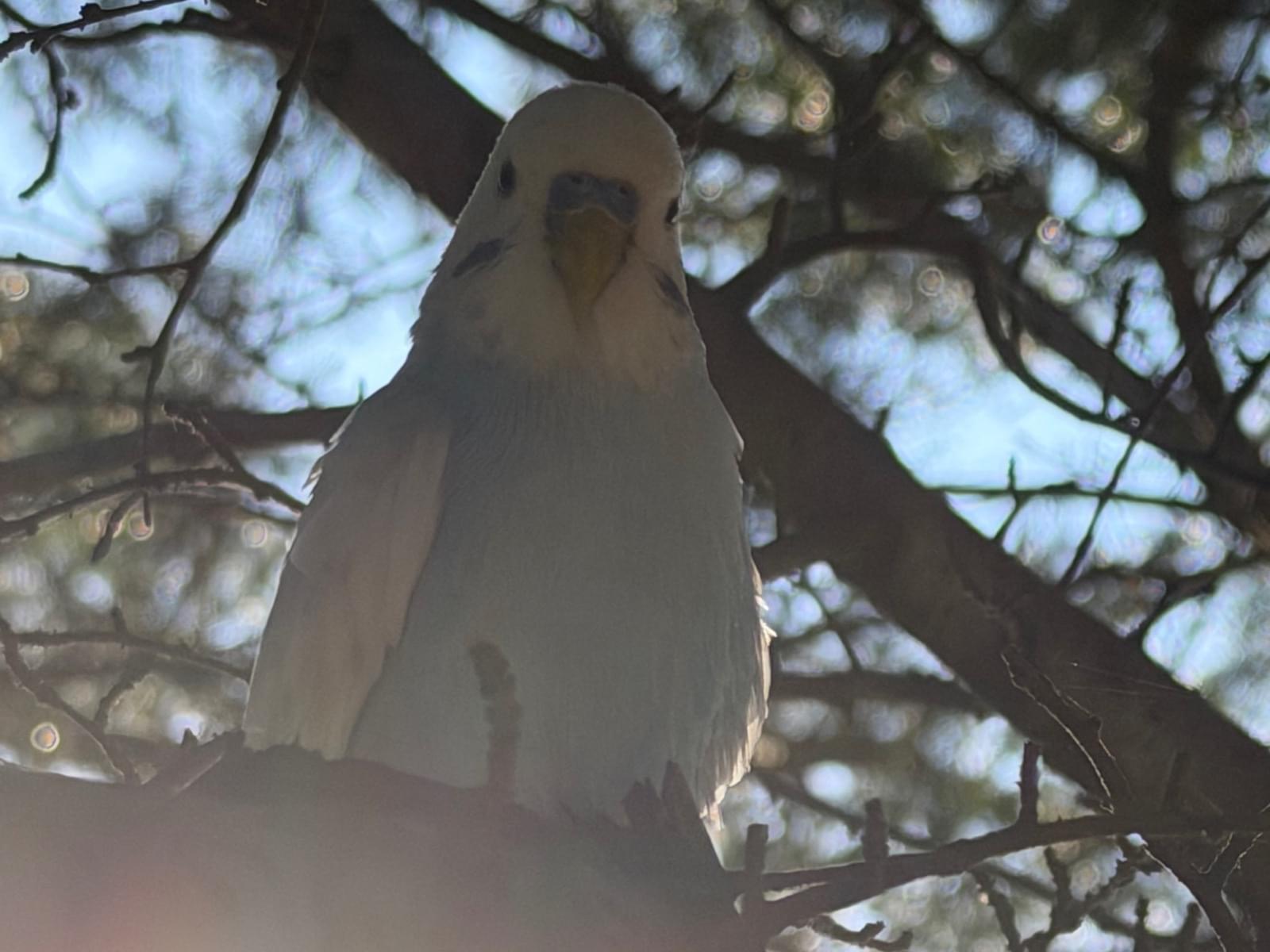 目撃された鳥