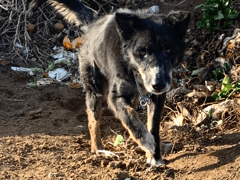 目撃された犬 目撃された犬