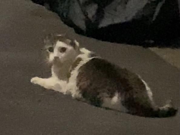 目撃された猫 目撃された猫