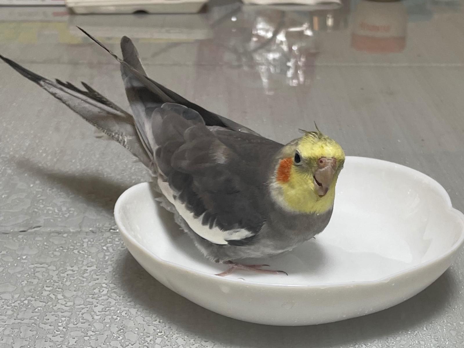ぴぴちゃん ぴぴちゃん