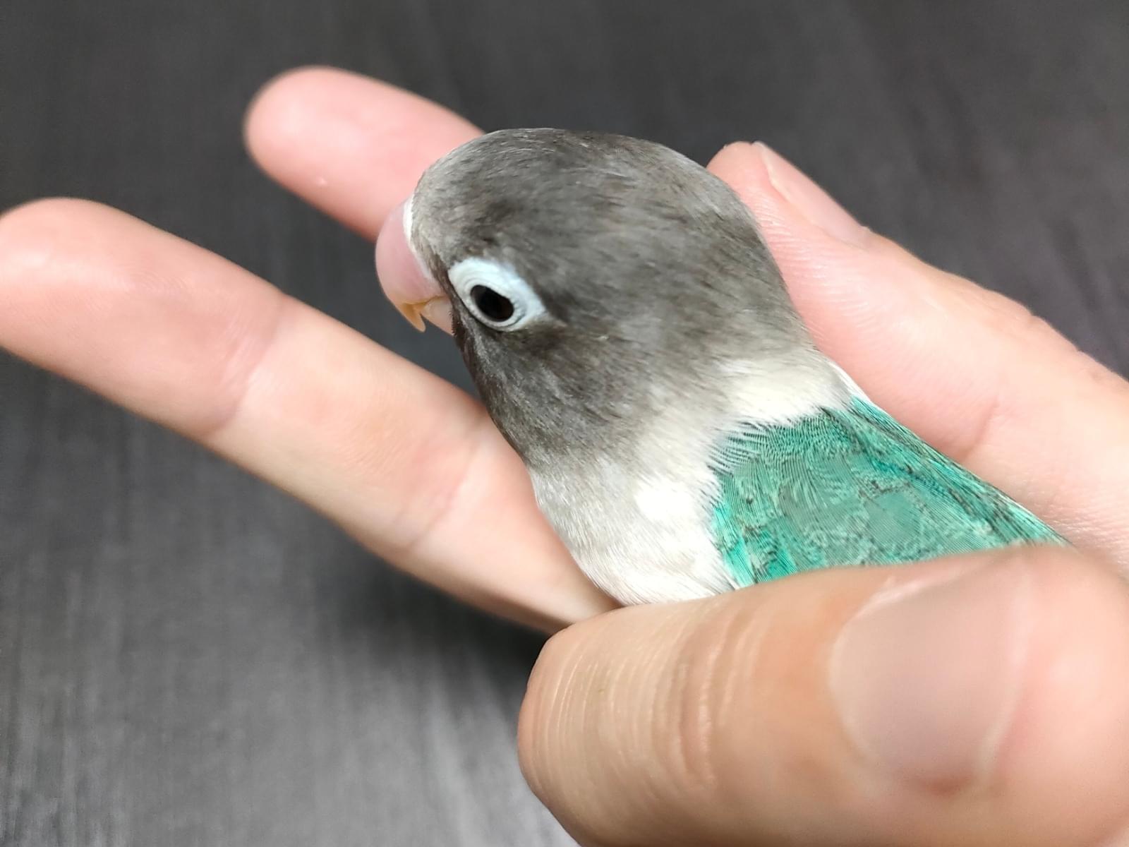 カツオちゃん カツオちゃん