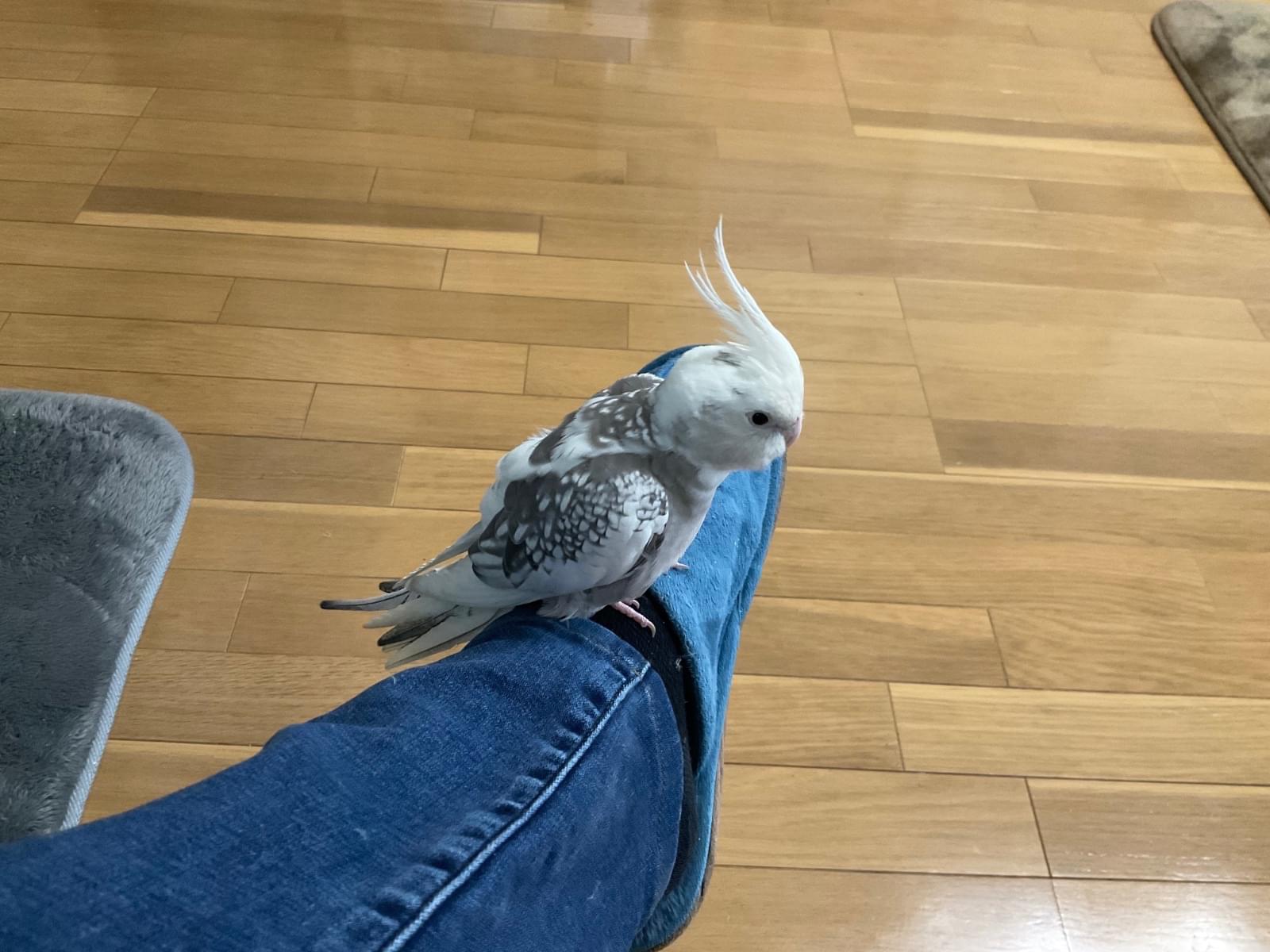 ピンちゃん ピンちゃん
