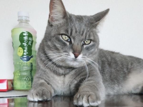 チィちゃん チィちゃん