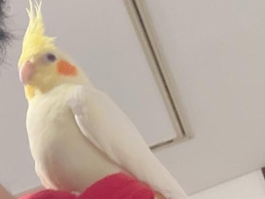 ぴーちゃん ぴーちゃん