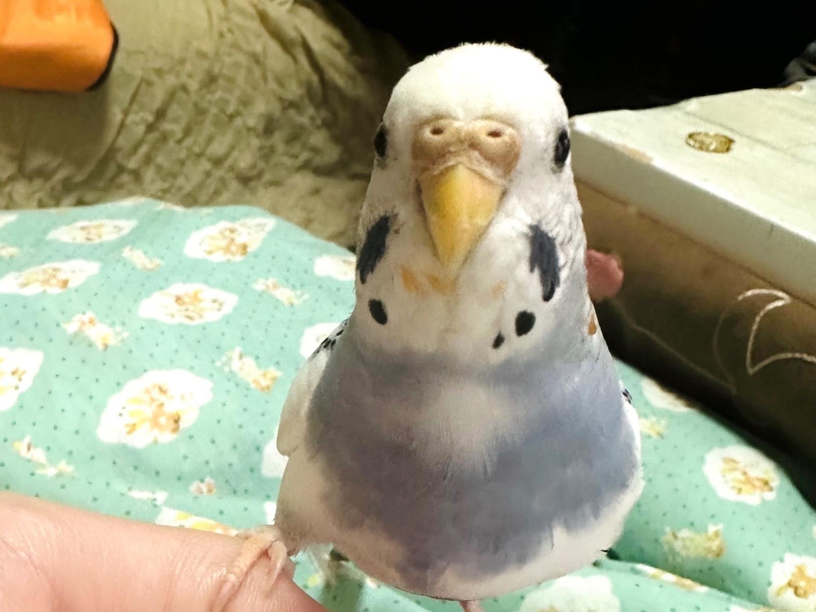 ごまちゃん ごまちゃん