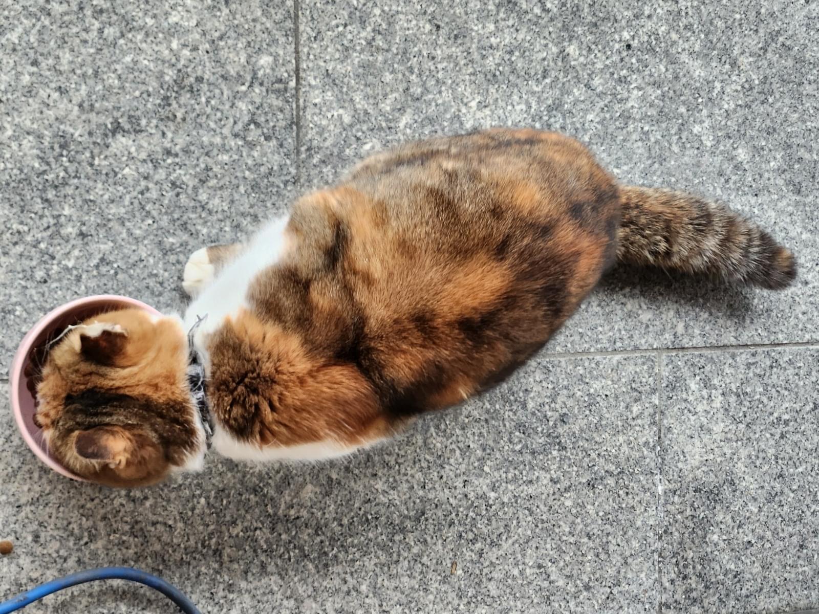 目撃された猫 目撃された猫