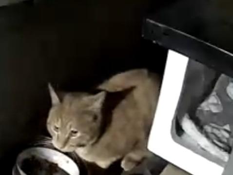 目撃された猫 目撃された猫