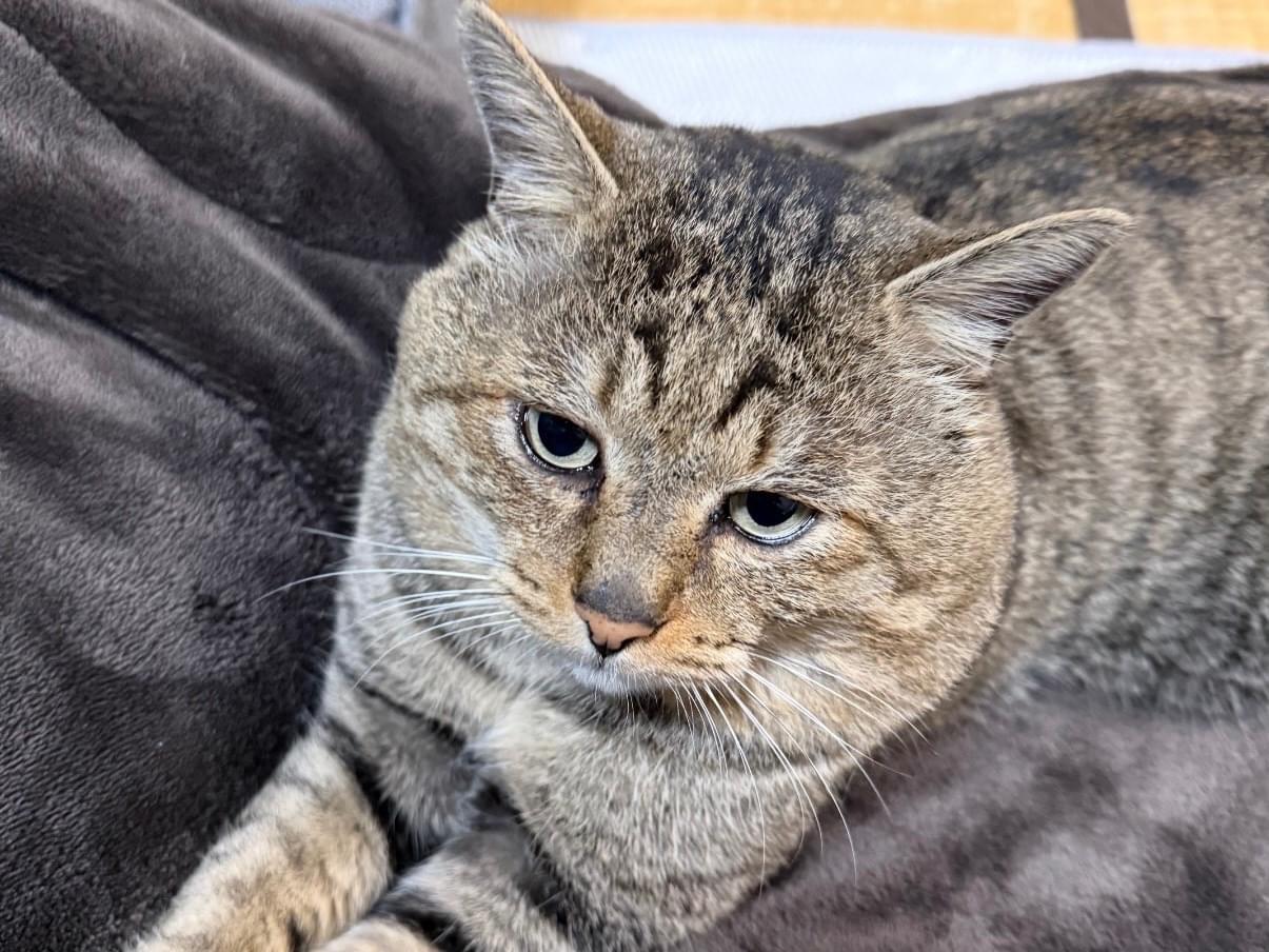 トラジちゃん トラジちゃん