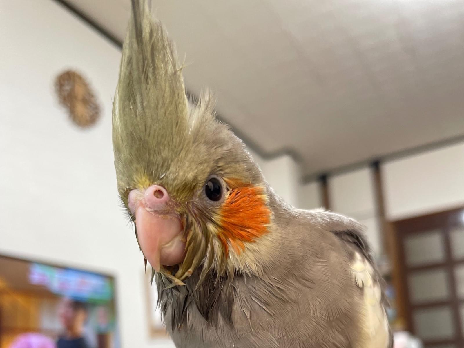 ピノちゃん ピノちゃん