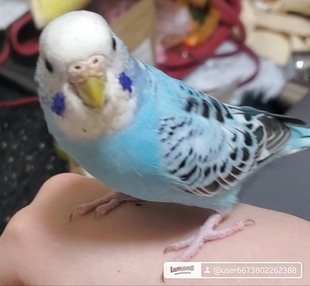セキセイインコ専用ページ セキセイインコ | 株式会社誠文堂新光社
