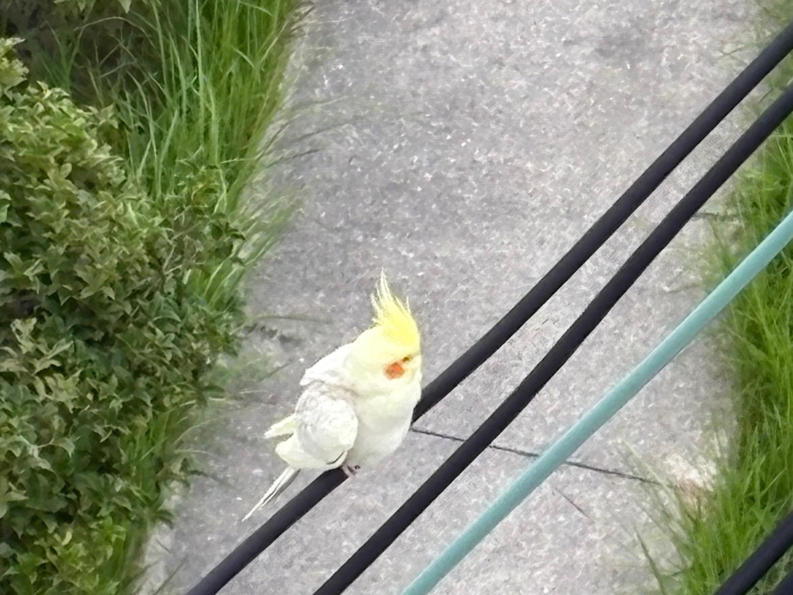 目撃された鳥 目撃された鳥