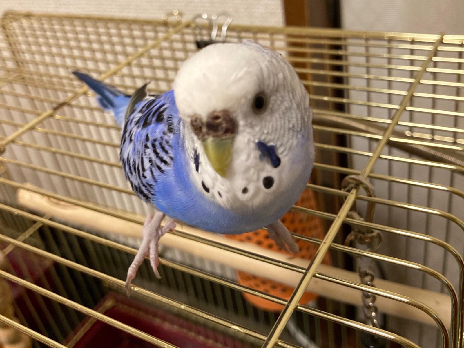 ソラちゃん ソラちゃん
