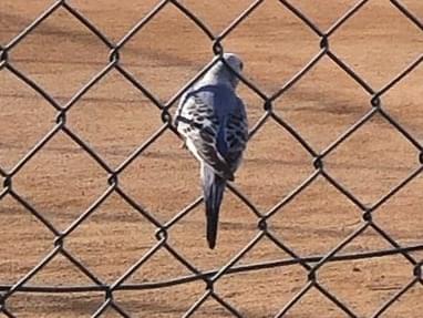 目撃された鳥 目撃された鳥