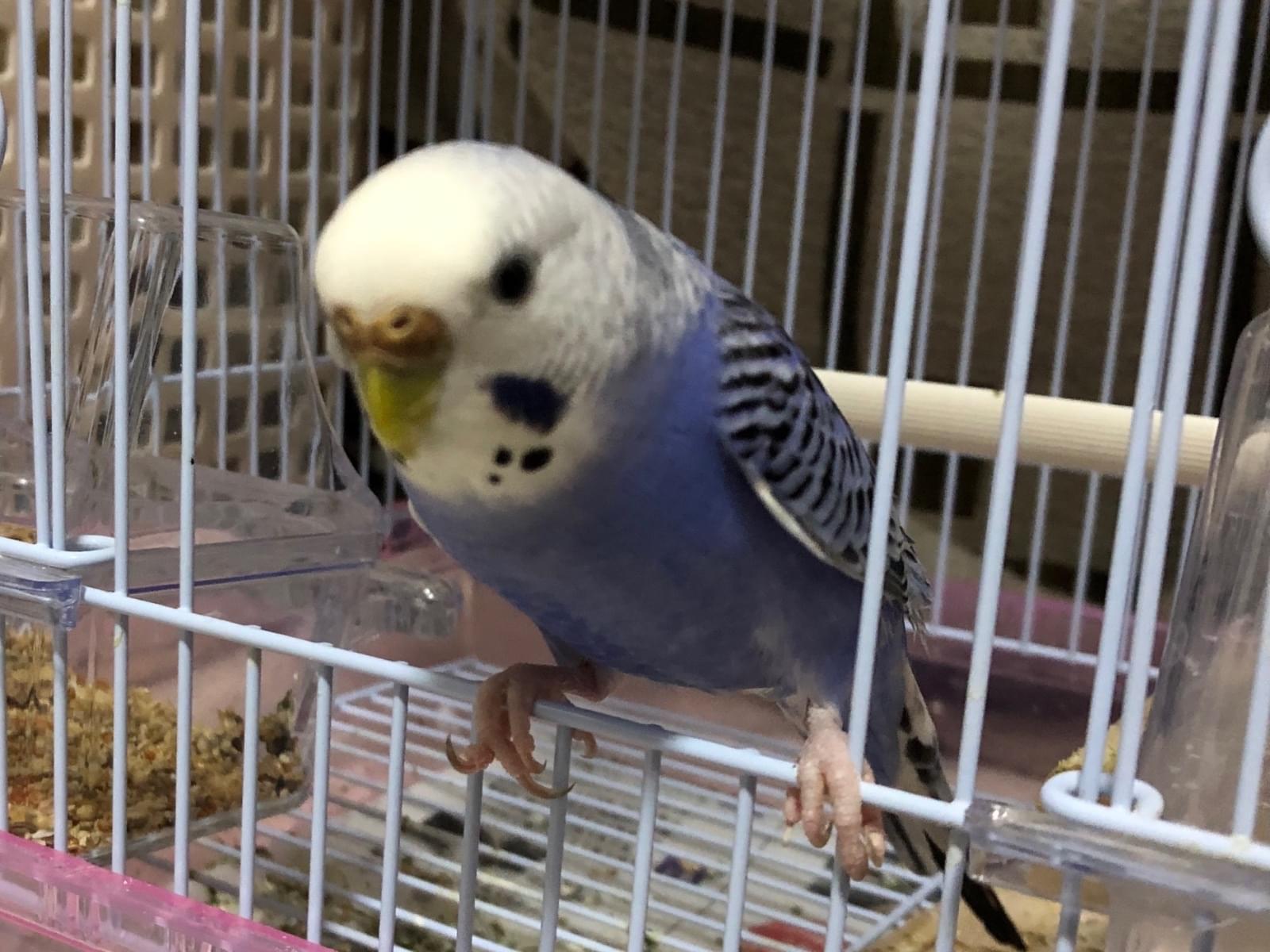 ひなちゃん ひなちゃん