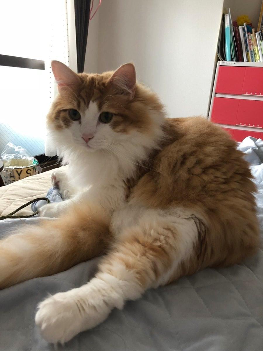 ノルウェージャンフォレストキャットの猫を探しています