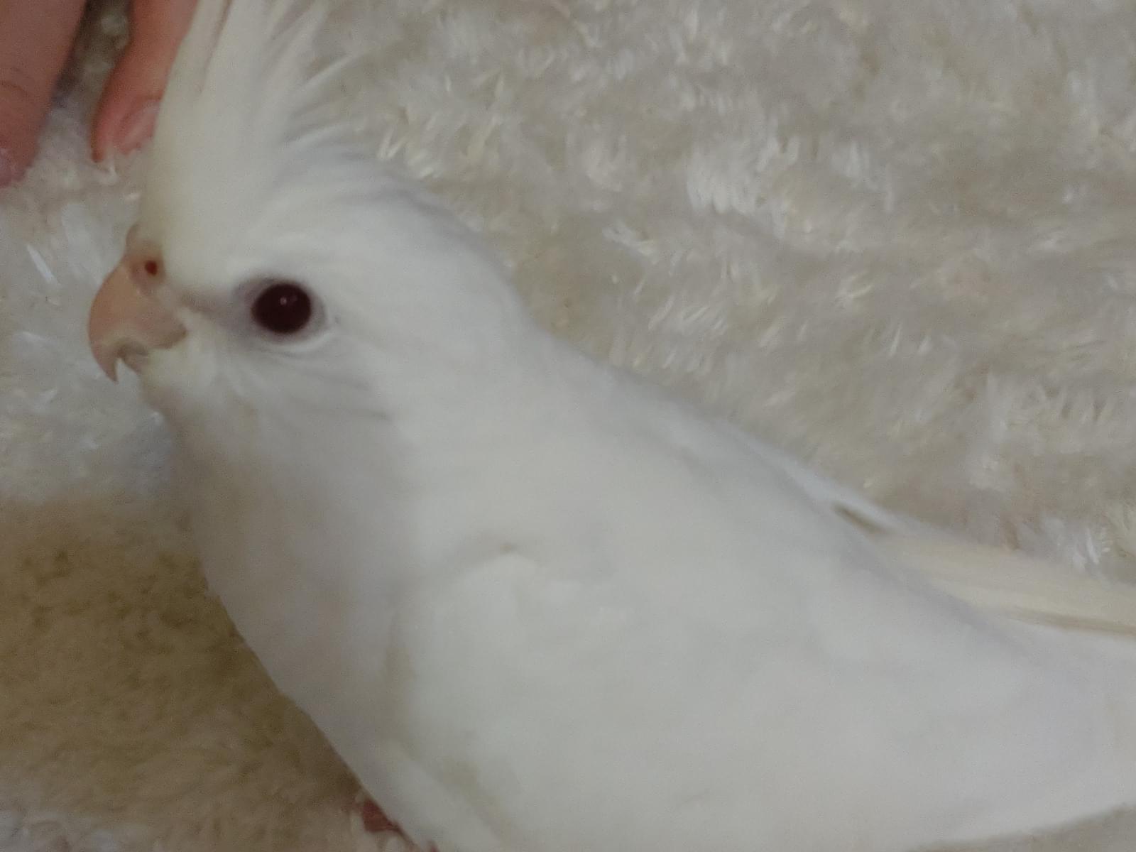 ハナちゃん ハナちゃん