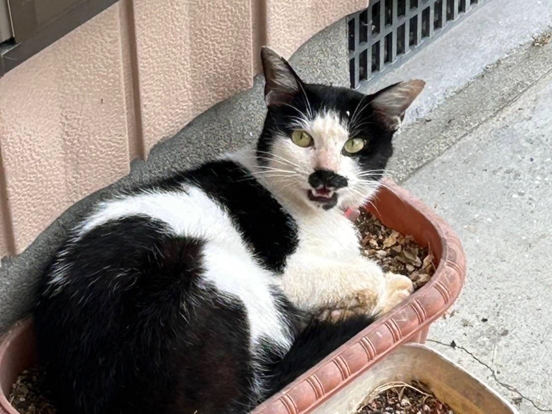 目撃された猫 目撃された猫
