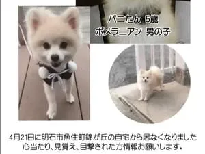 ポメラニアン5歳男の子。細身で足長