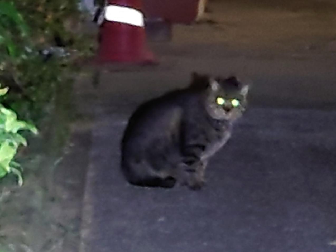 目撃された猫 目撃された猫