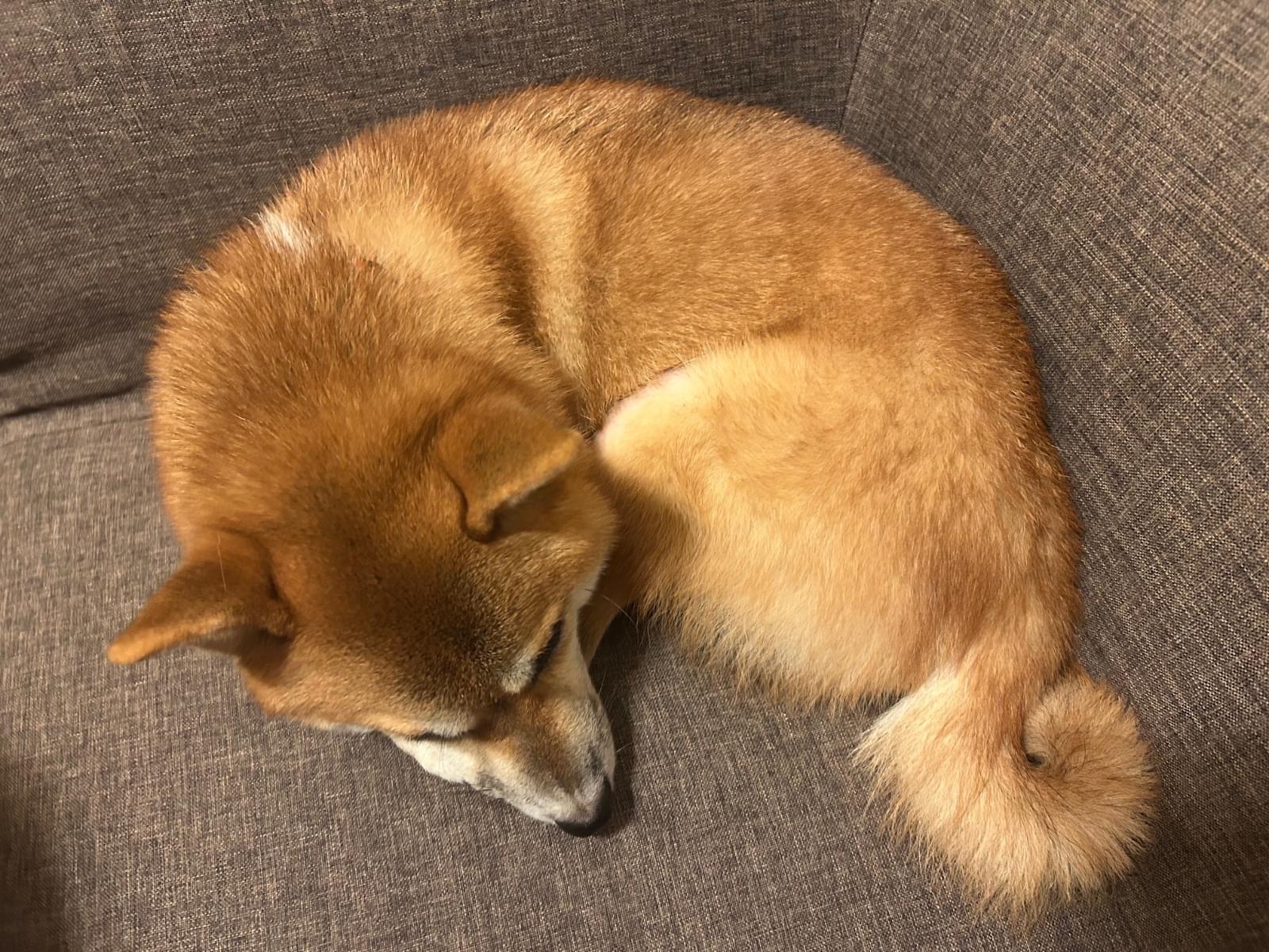 コマリちゃん コマリちゃん