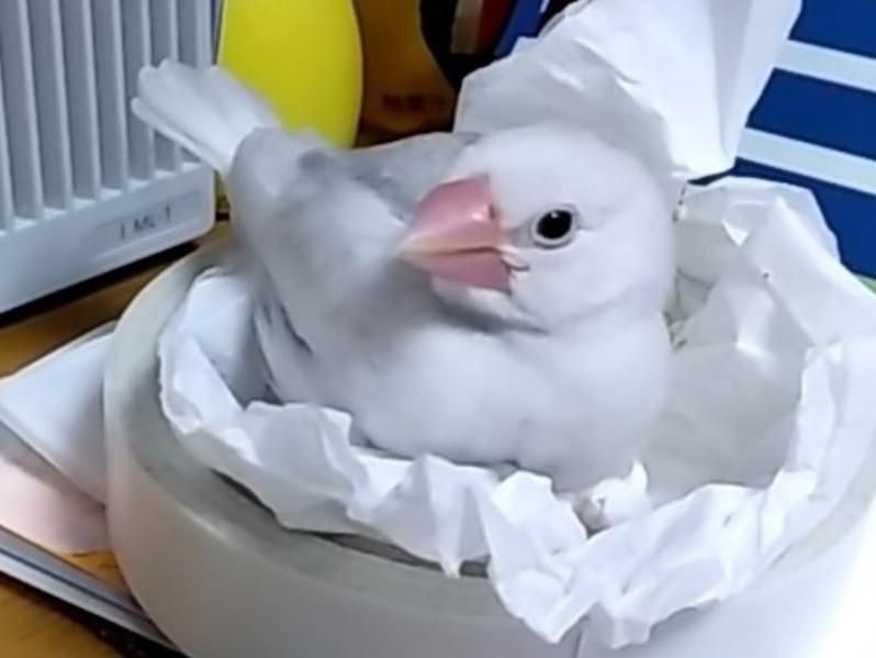 スズちゃん スズちゃん