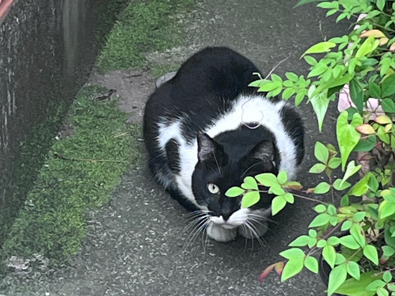 目撃された猫