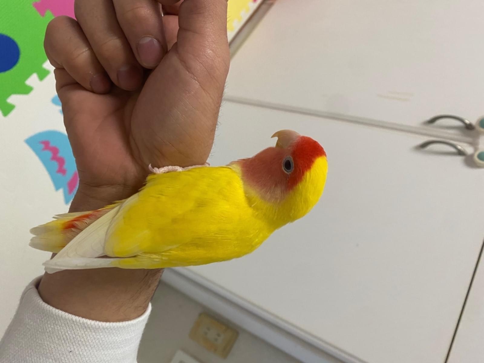 ももちゃん ももちゃん