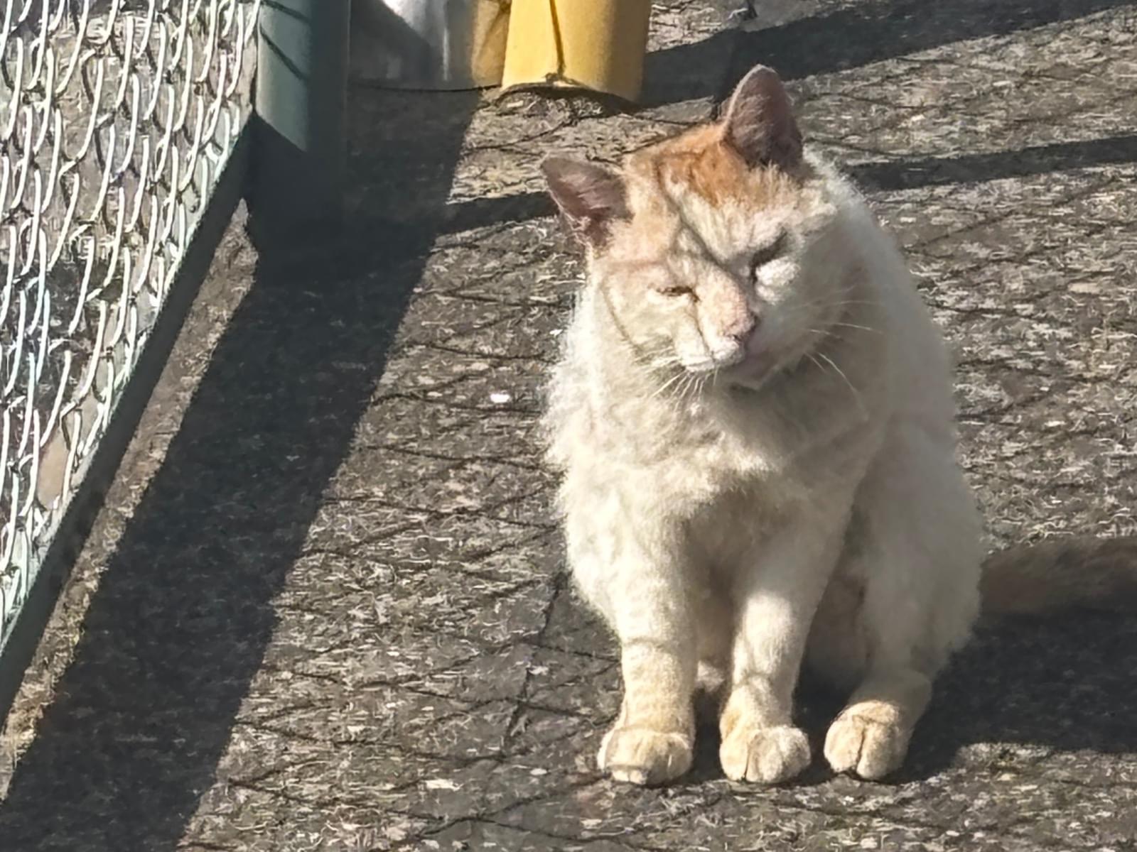 目撃された猫