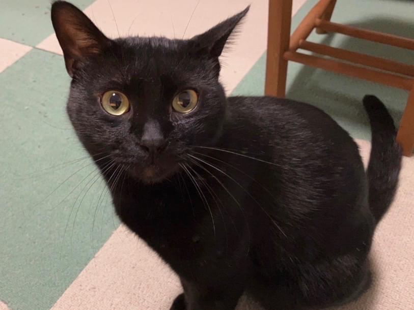 コロンちゃん コロンちゃん