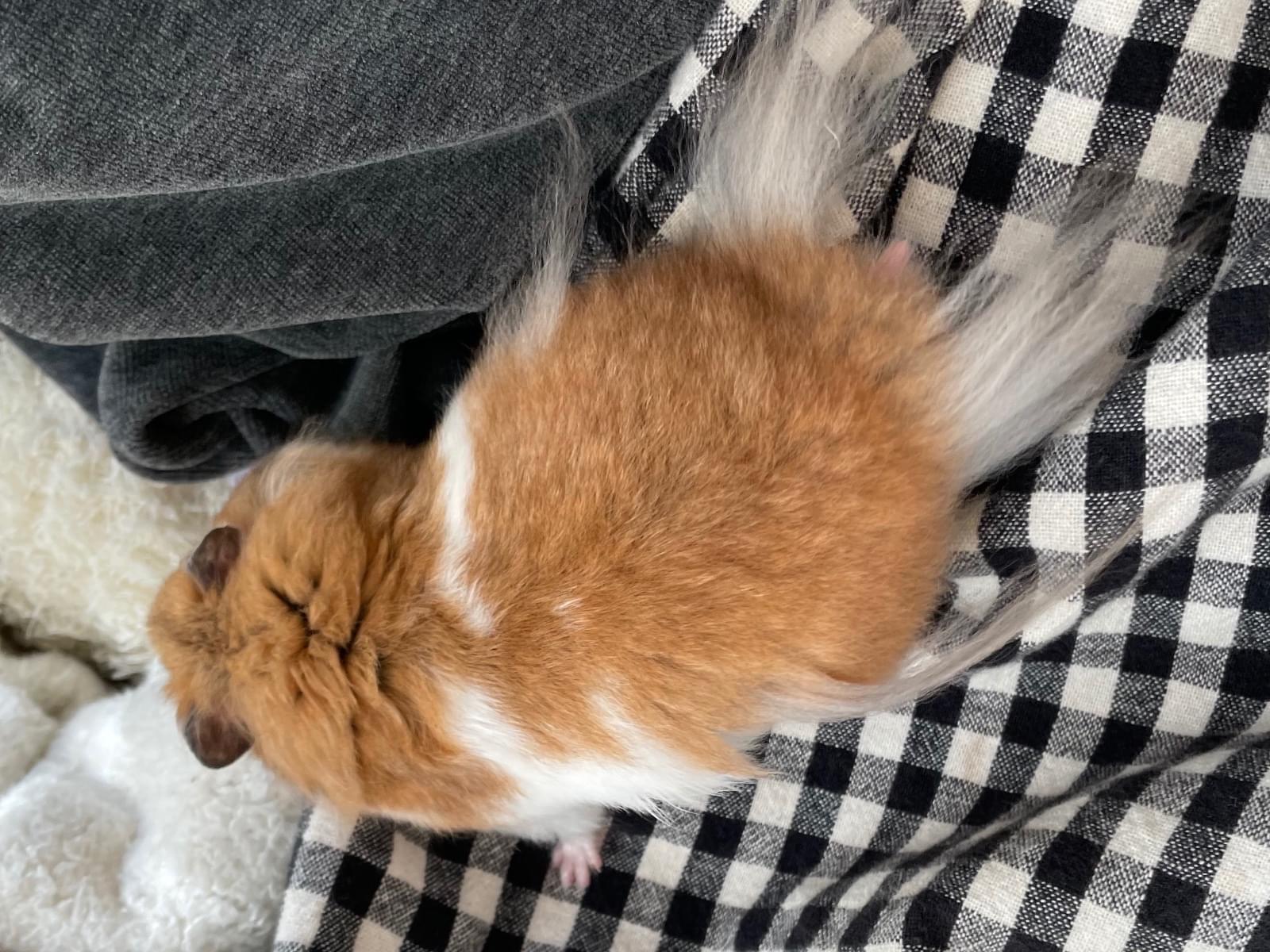 もふおちゃん もふおちゃん