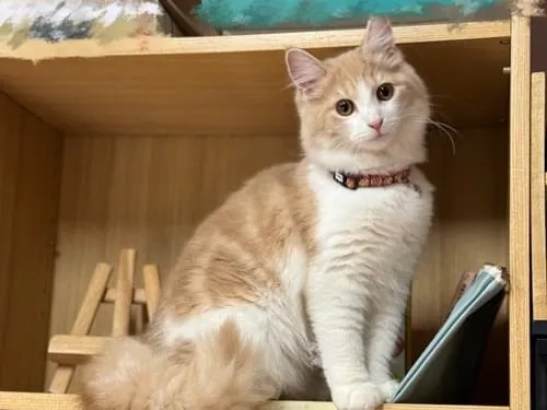 きなこ色の猫(きなこ)を探しています