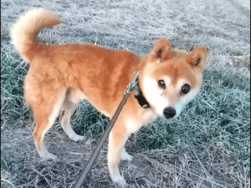 脱走してしまった柴犬を探してます。