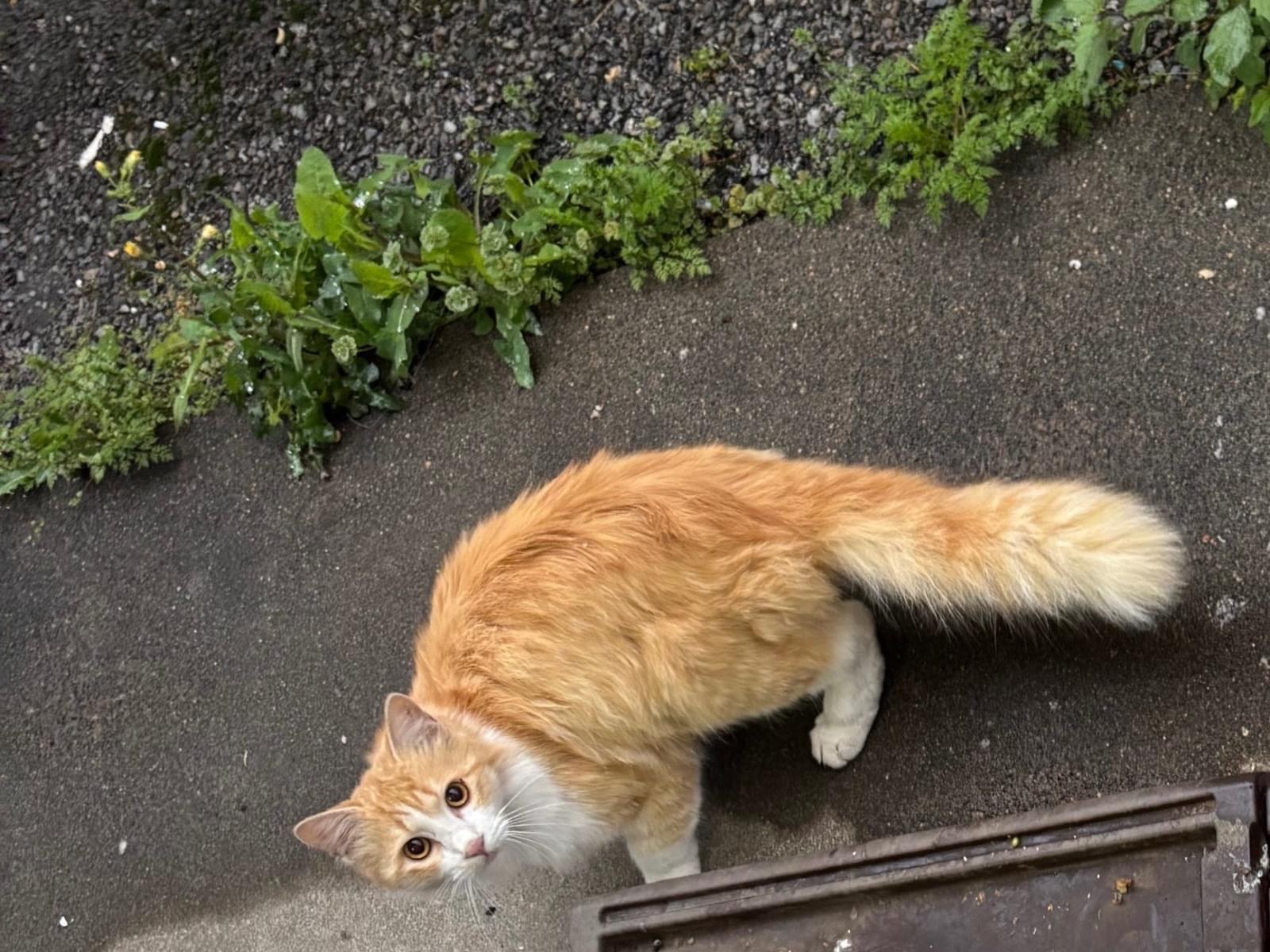 目撃された猫 目撃された猫