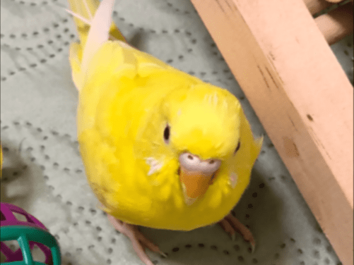 きーちゃん きーちゃん