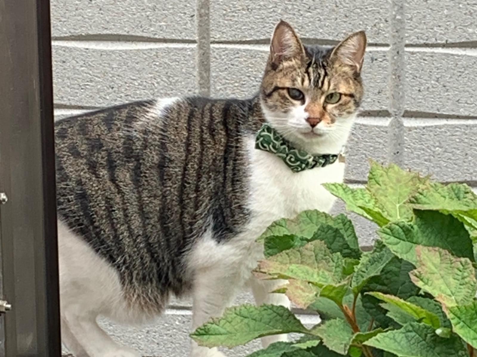 トラちゃん トラちゃん