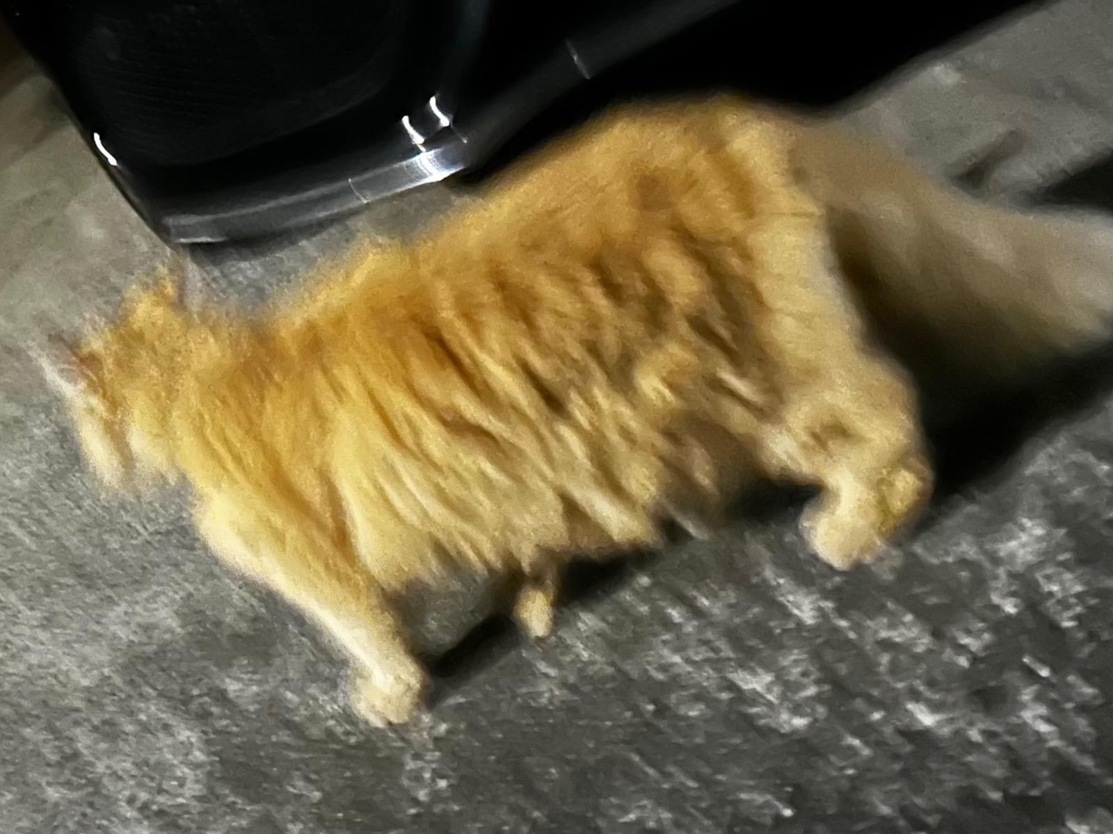 目撃された猫