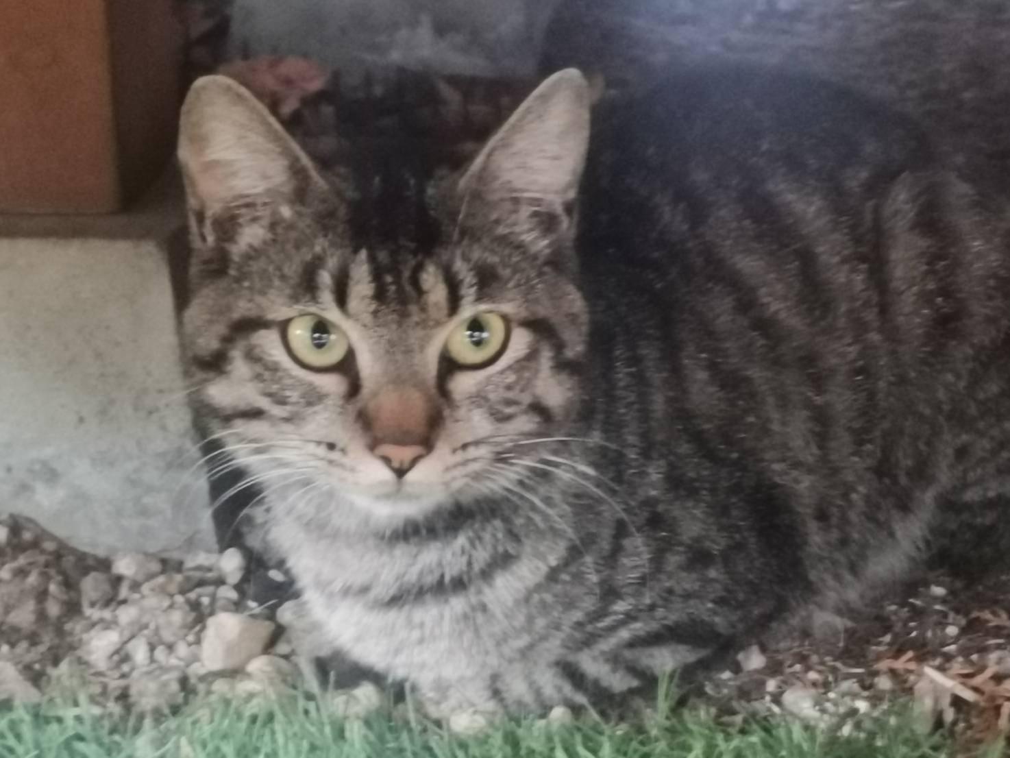 保護された猫 保護された猫
