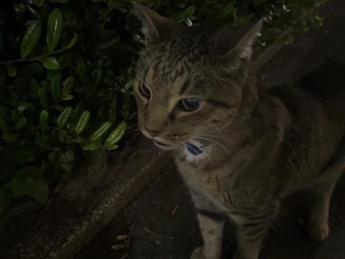 目撃された猫 目撃された猫