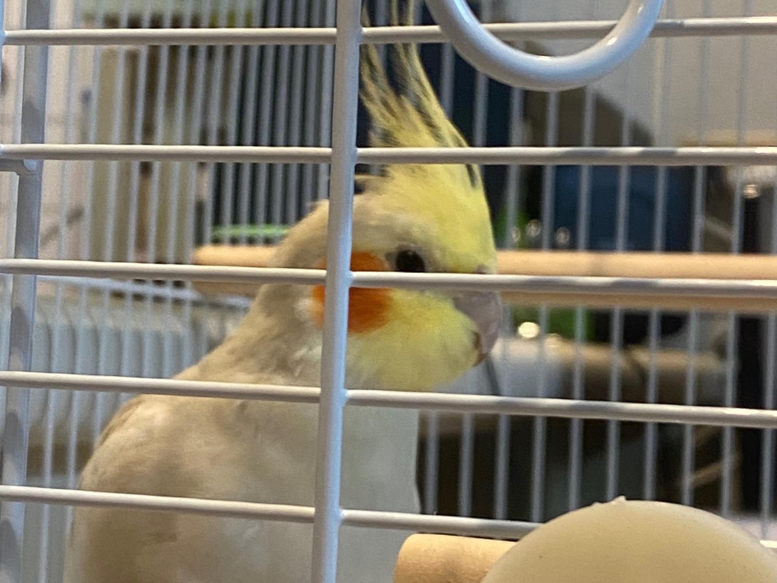 保護された鳥 保護された鳥