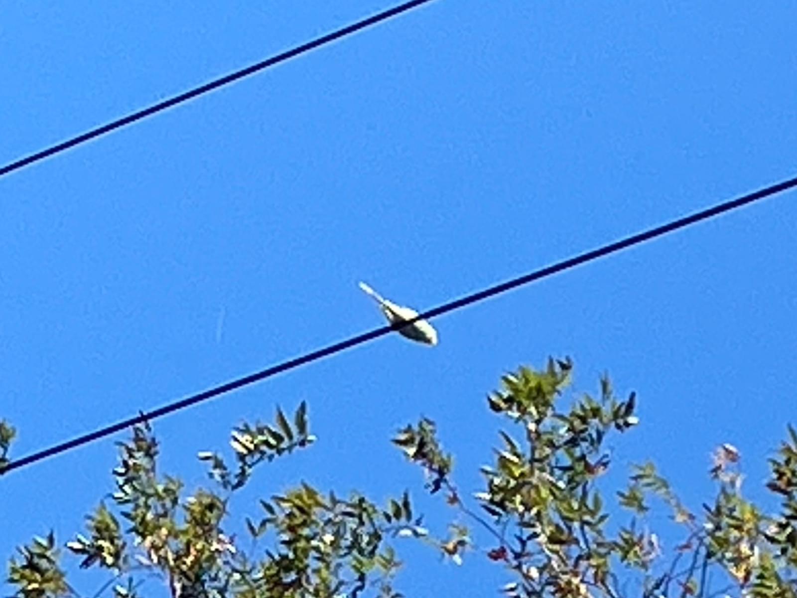 目撃された鳥 目撃された鳥