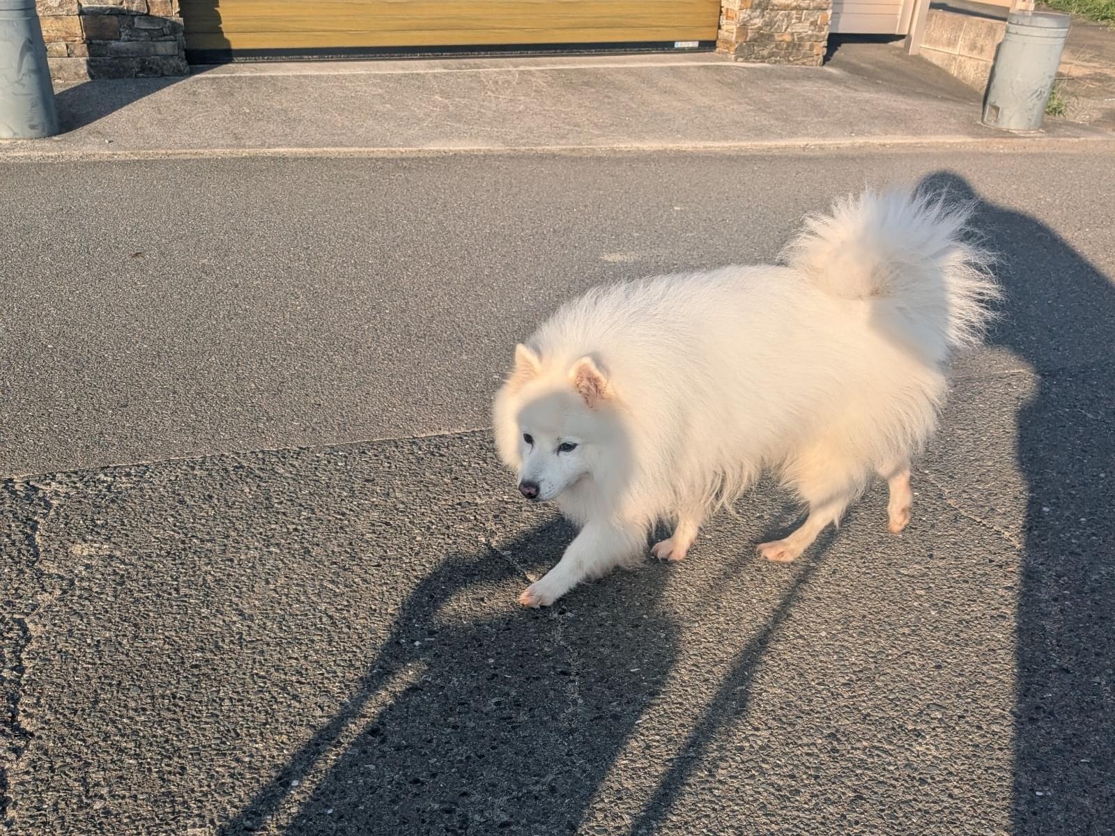目撃された犬