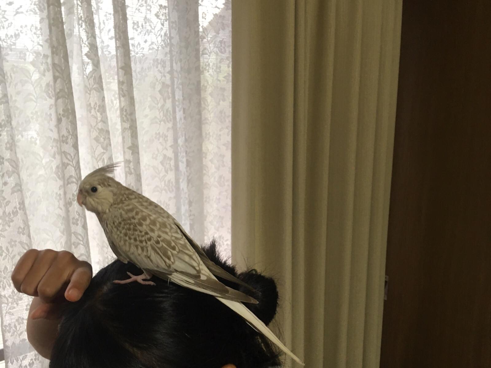 ぴーちゃん ぴーちゃん