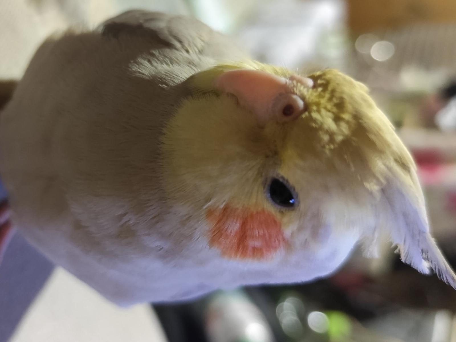 かしちゃん