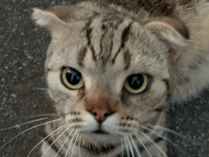 保護された猫 保護された猫