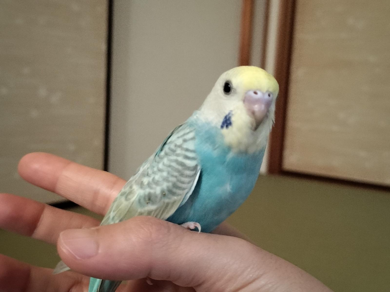 ボビちゃん ボビちゃん