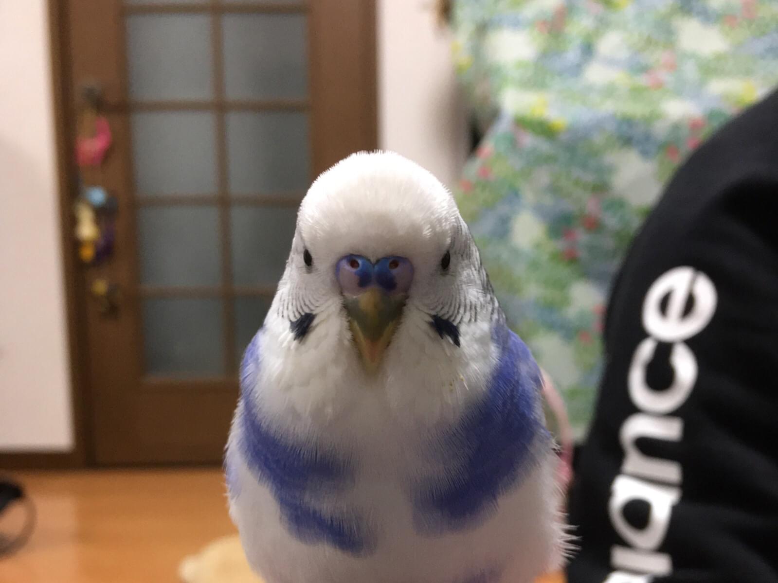 そらちゃん そらちゃん