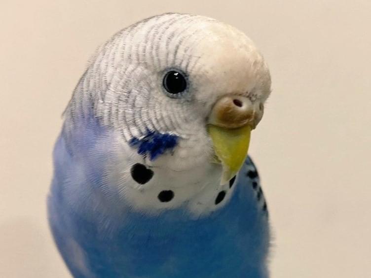 ラムネちゃん ラムネちゃん