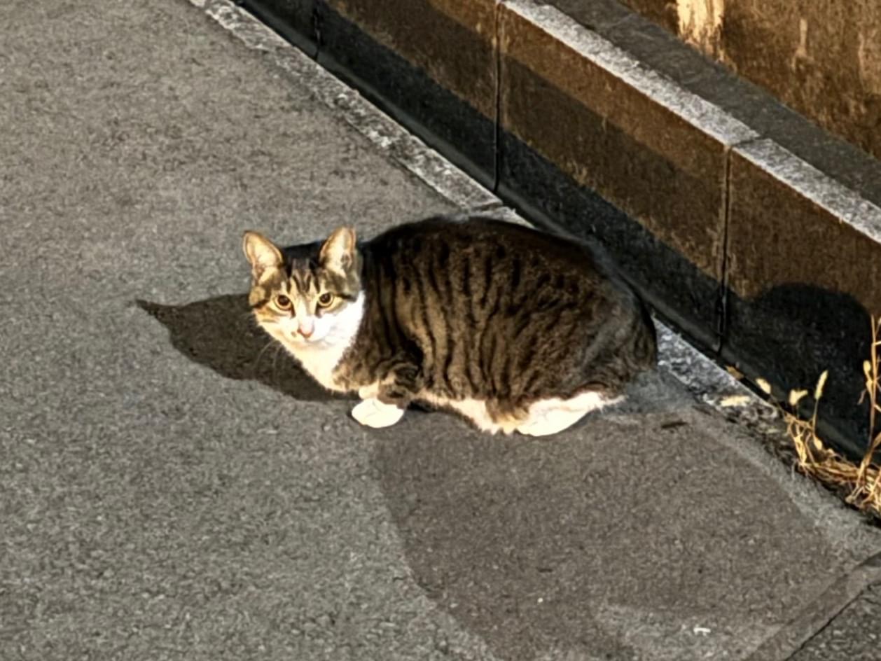 目撃された猫 目撃された猫