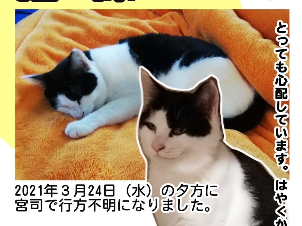 かふぇもかちゃん かふぇもかちゃん