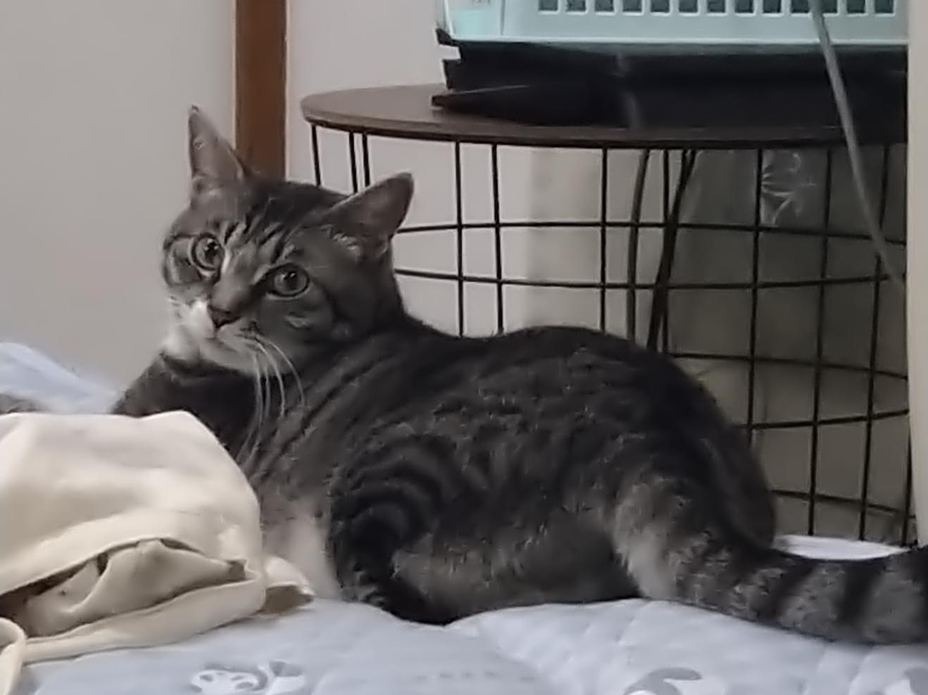ここちゃん ここちゃん